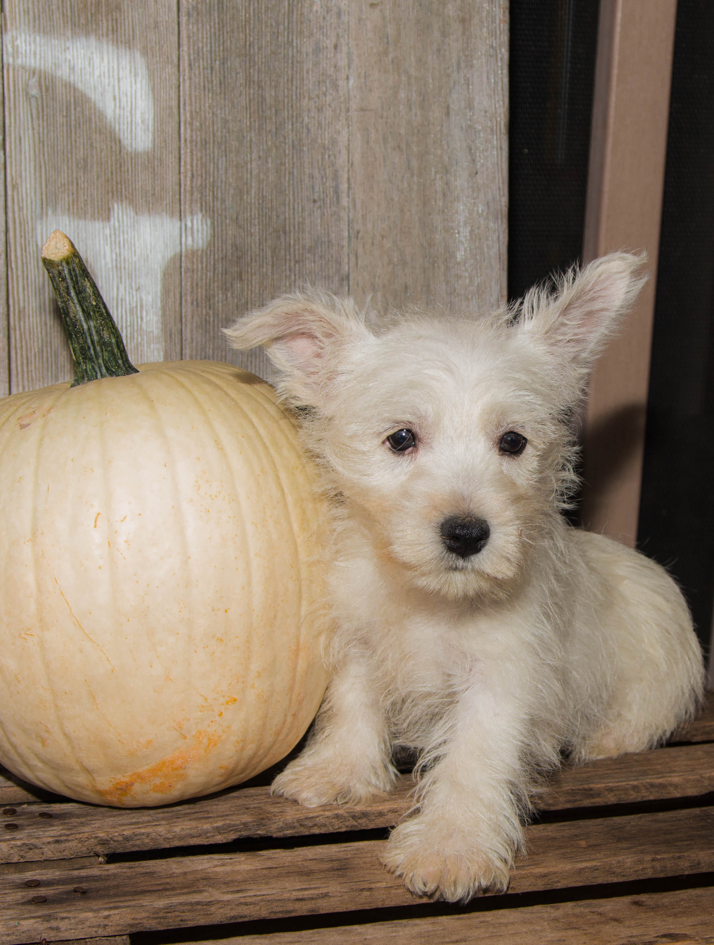 puppy, for, sale, West Highland White Terrier, Amos B. King, dog, breeder, Romney, WV, dog-breeder, puppy-for-sale, forsale, nearby, find, puppyfind, locator, puppylocator, aca